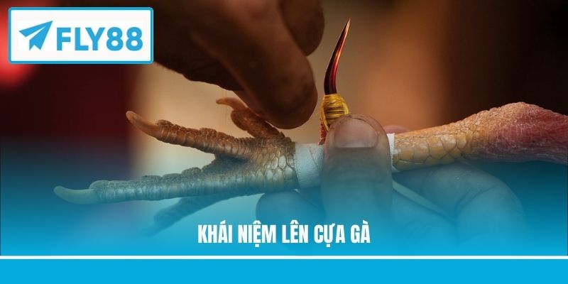 Khái niệm lên cựa gà