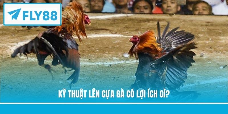 Kỹ thuật lên cựa gà có lợi ích gì?